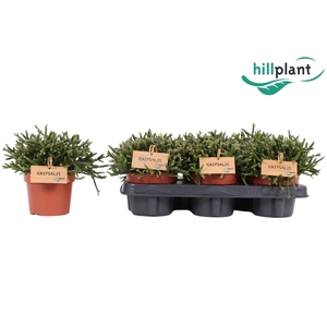 Rhipsalis Burchellii P12
