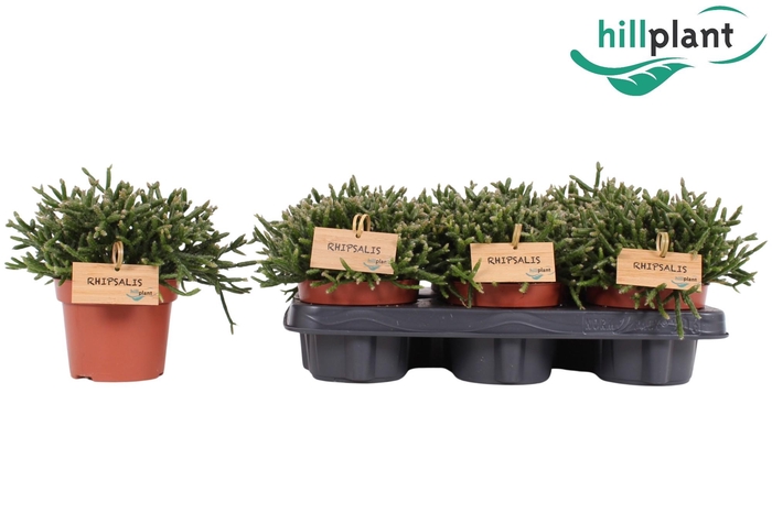 <h4>Rhipsalis Burchellii P12</h4>