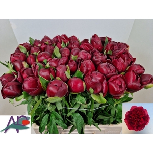 PAEO RED CHARM
