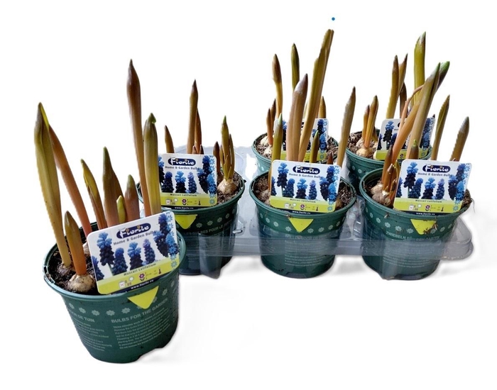 <h4>MUSCAR LATIFOLIUM</h4>