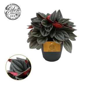 Peperomia caperata Santorini