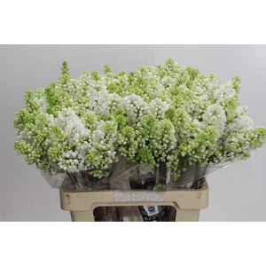 Syringa Vulg Madame Florent Stepman