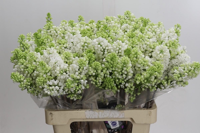 <h4>Syringa Vulg Madame Florent Stepman</h4>