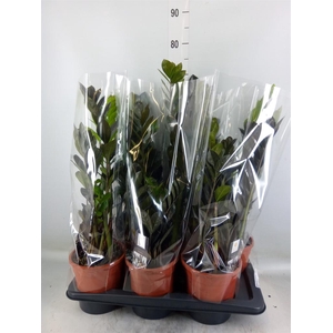 Zamioculcas zamiifolia 'Dowon'