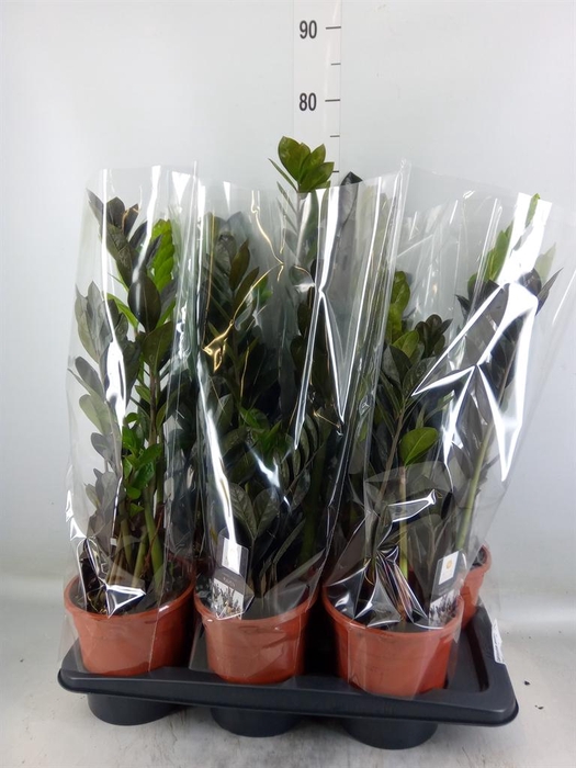 <h4>Zamioculcas zamiifolia 'Dowon'</h4>