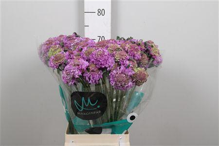 <h4>Scab At Bb Scoop Ube</h4>