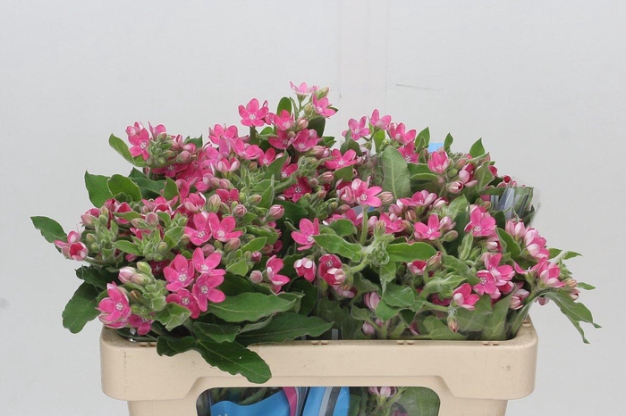 Oxypetalum Bridal Diana