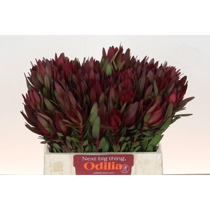 Leucadendron Saf Sunset Dark R.