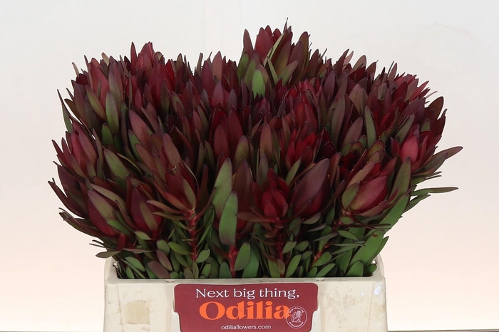 <h4>Leucadendron Saf Sunset Dark Red</h4>
