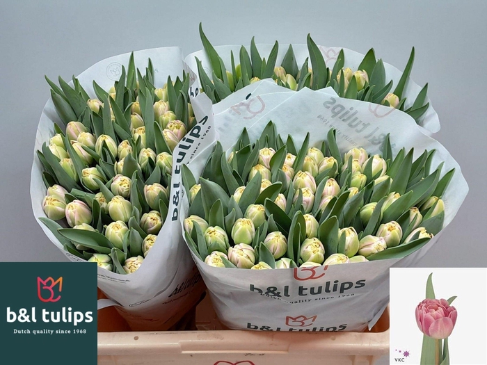 <h4>TU DU ENDLESS LOVE</h4>