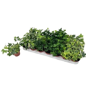 Hedera helix mix 8,5Ø 10cm