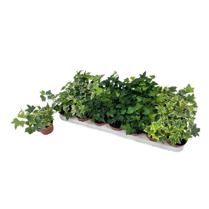 <h4>Hedera helix mix 8,5Ø 10cm</h4>