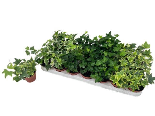 Hedera helix mix 8,5Ø 10cm