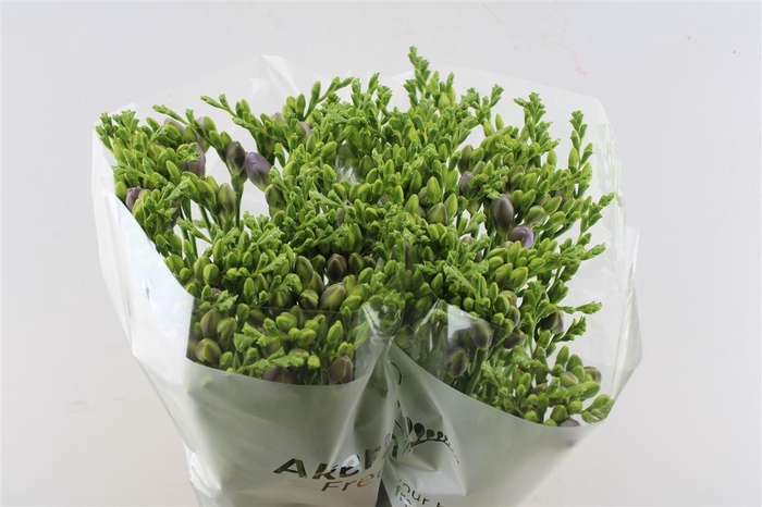 <h4>Fr Du Romantic Lavendel</h4>