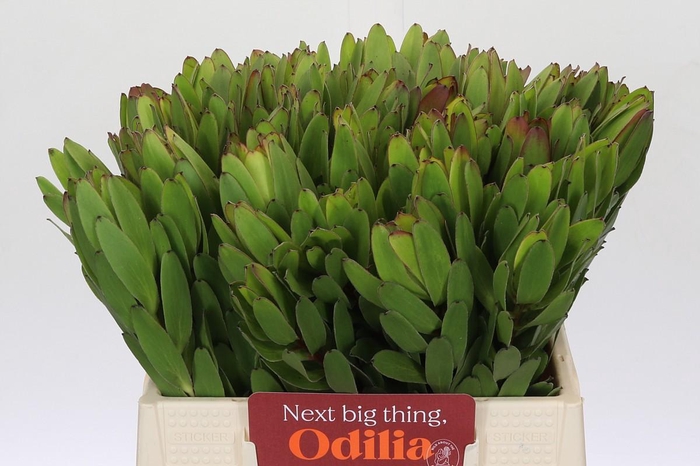 <h4>Leucadendron Goldstrike</h4>