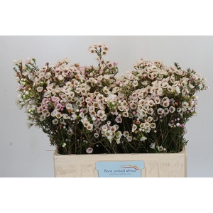 Chamelaucium Moonlight Delight
