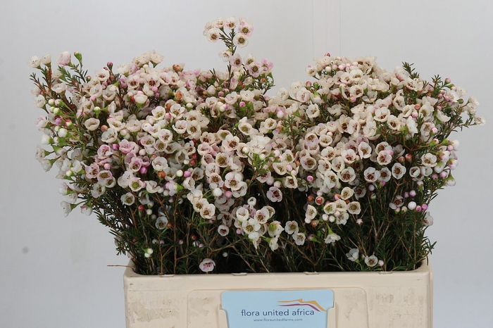 <h4>Chamelaucium Moonlight Delight</h4>