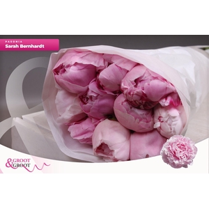 Paeonia Sarah Bernhardt | Heavy Quality