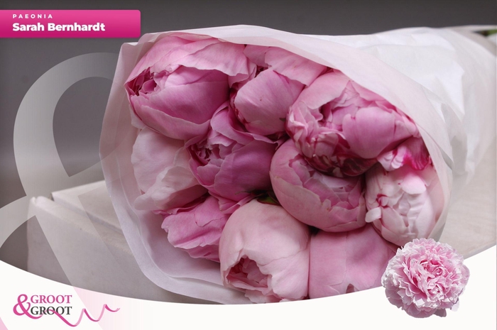 <h4>Paeonia Sarah Bernhardt | Heavy Quality</h4>