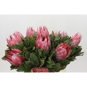 Protea Cynaroides Claire