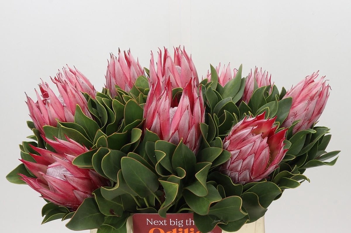 <h4>Protea Cynaroides Claire</h4>