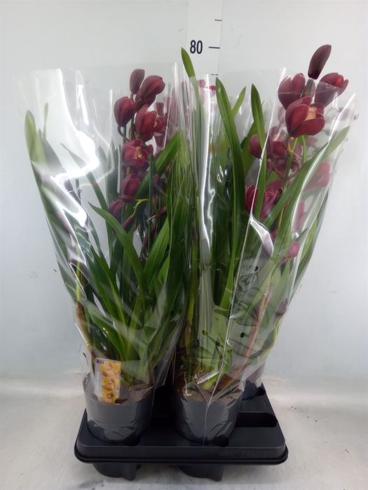 <h4>Cymbidium   ...</h4>