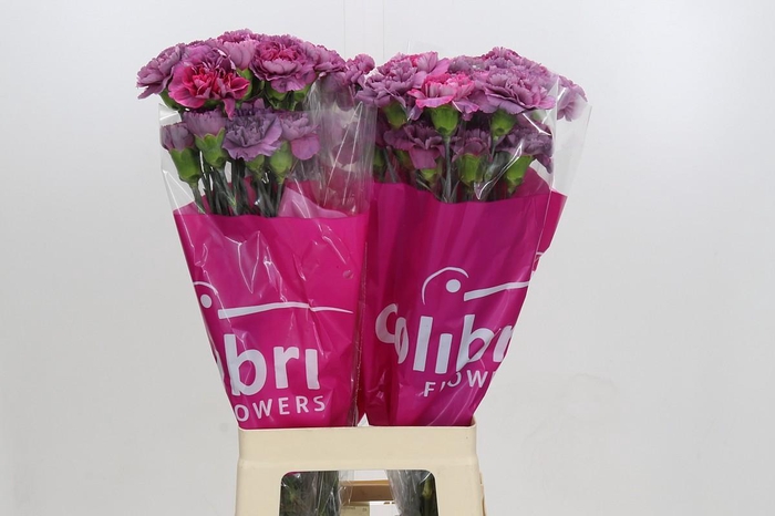 <h4>Dianthus St Hypnosis</h4>