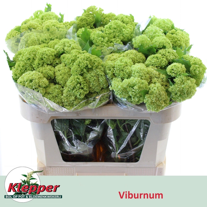 <h4>VIBURNUM ROSEUM ST</h4>