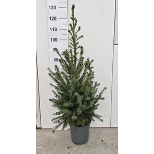 PICEA OMORIKA