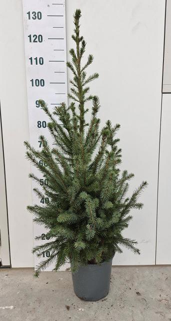<h4>PICEA OMORIKA</h4>