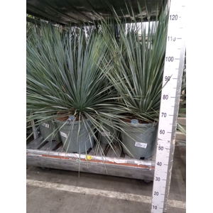 Yucca rostrata