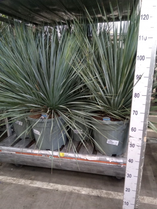 <h4>Yucca rostrata</h4>