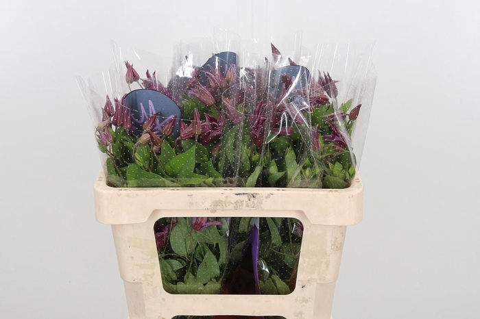 <h4>Clem Amazing Kyiv</h4>