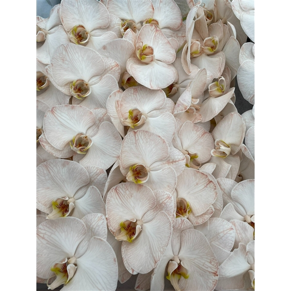 <h4>Phal Coloured Caramel</h4>