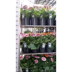 Gerbera  'Landscape'   ...mix