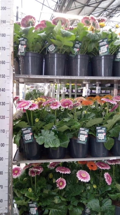 <h4>Gerbera  'Landscape'   ...mix</h4>
