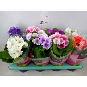 Primula obcon. 'Touch Me'   ...mix