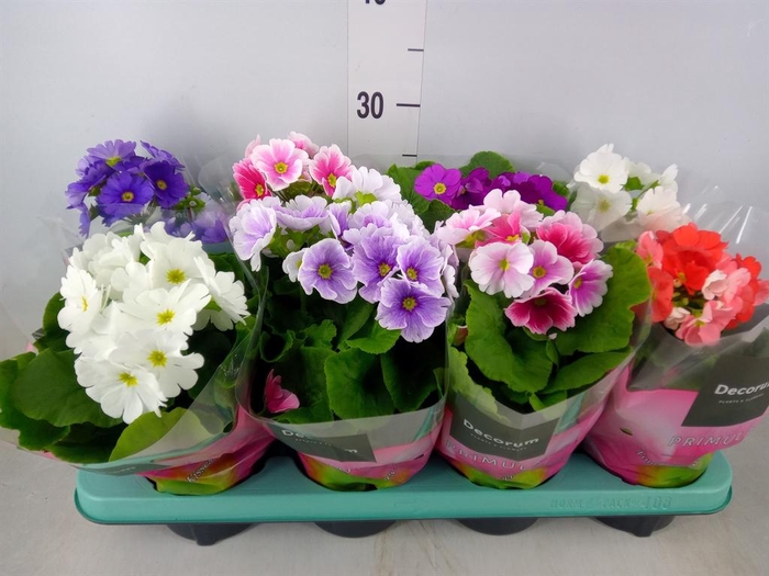<h4>Primula obcon. 'Touch Me'   ...mix</h4>