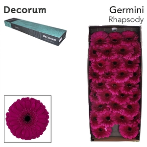 Germini Rhapsody Doos