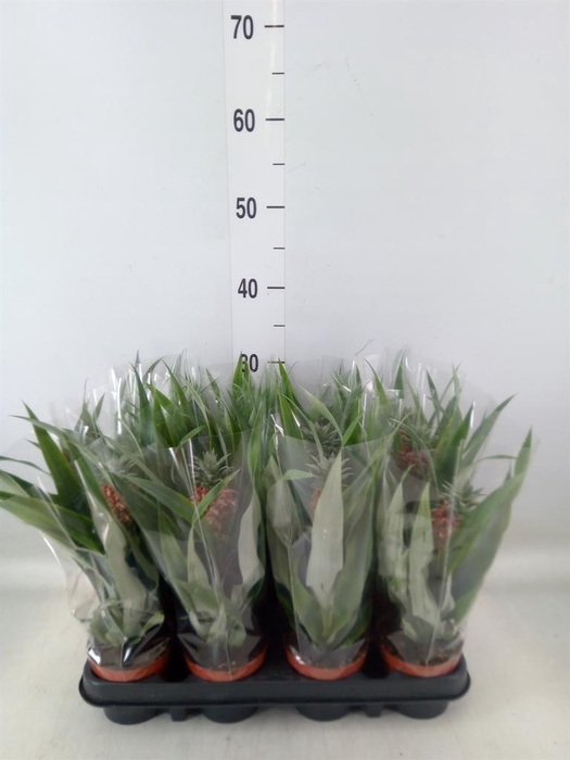 <h4>Ananas  'Rosita'</h4>