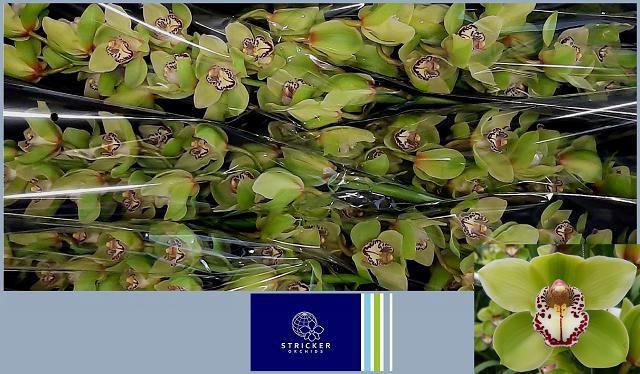 <h4>CYMB T MRS R HOOD</h4>