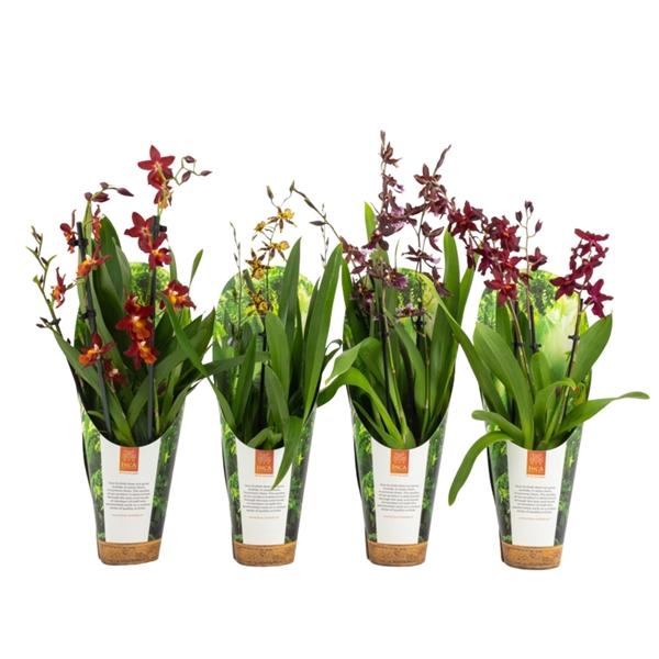 <h4>Inca Orchid mix 3 spike 9cm luxury jungle cover</h4>