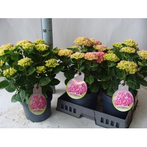 Hydrangea mac.