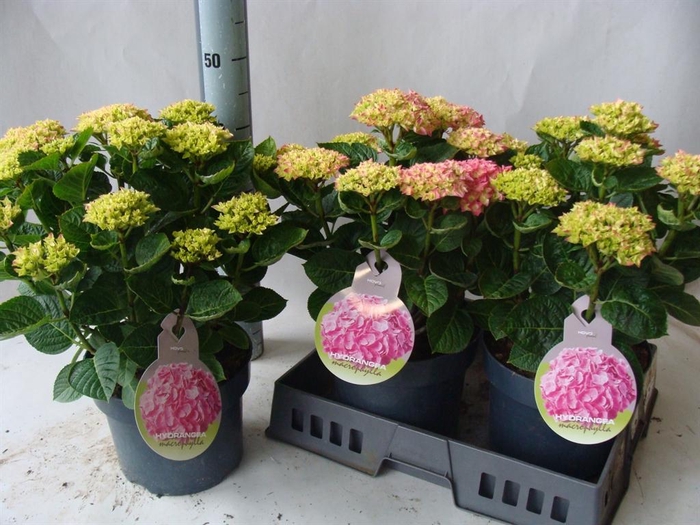<h4>Hydrangea mac.</h4>