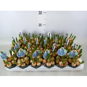 Muscari  'Big Smile'