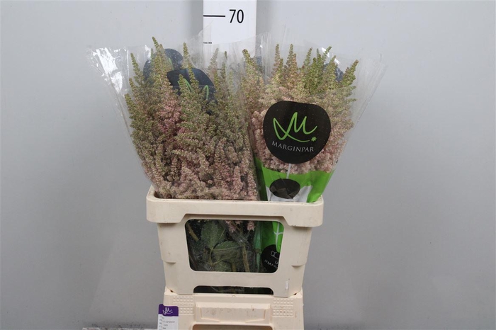 <h4>Astil C Vision Inferno</h4>