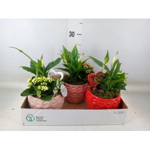 Planten  ..in schaal L%