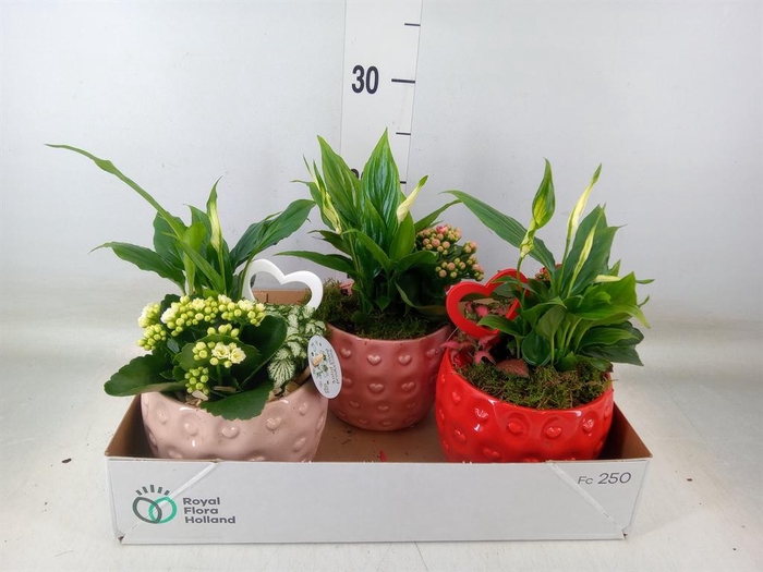 <h4>Planten  ..in schaal L%</h4>