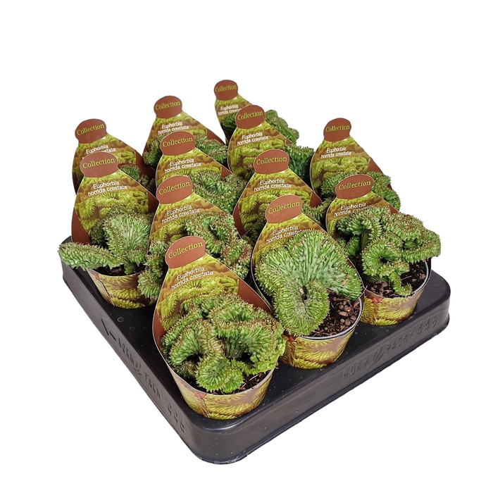 <h4>EUPHORBIA HORRIDA</h4>