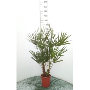 CHAM HUMILIS